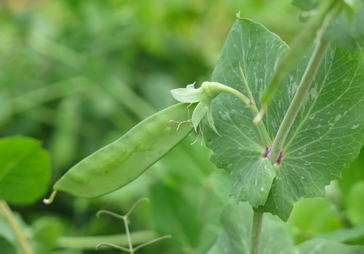 豌豆荚