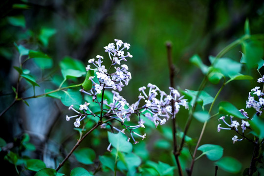 丁香花