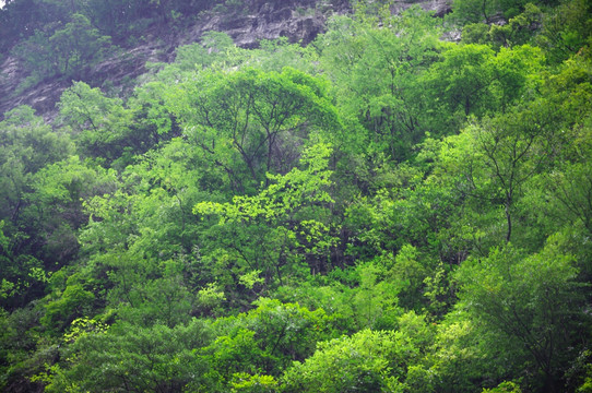 风景桌面