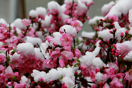 傲雪寒梅 雪中小桃红 桃花 梅