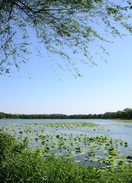 颐和园初夏