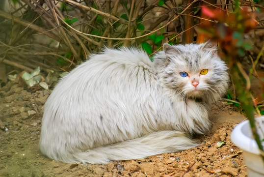 野猫