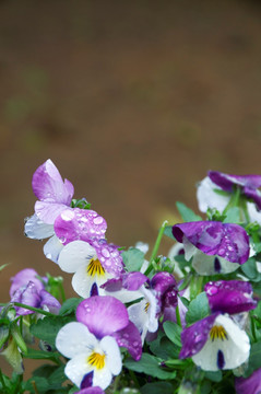 紫白角堇