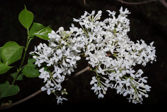 丁香花