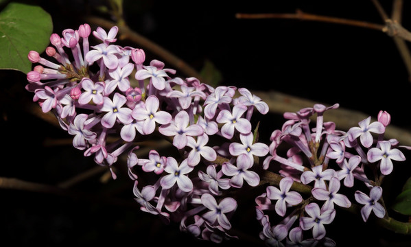 丁香花