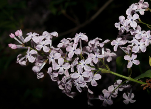 丁香花