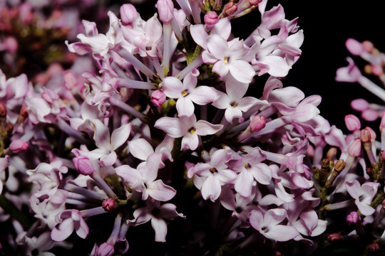 丁香花