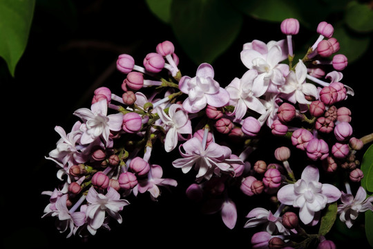 丁香花