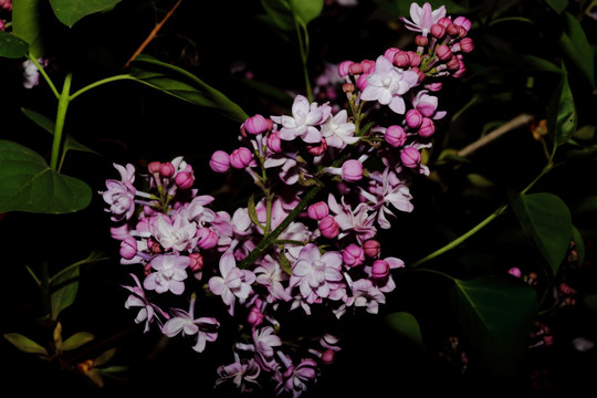 丁香花