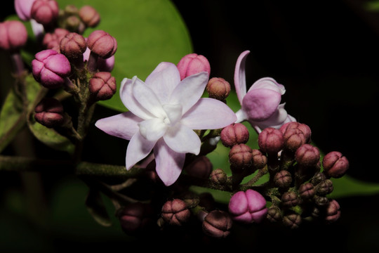 丁香花