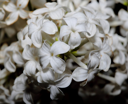 丁香花