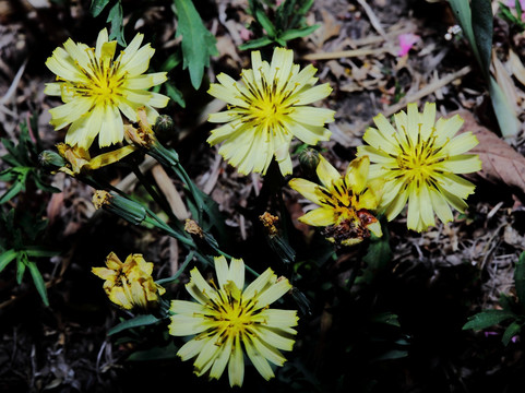 野菊花