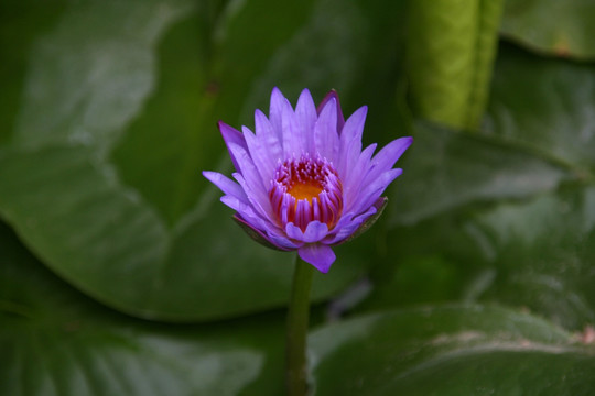 紫色睡莲