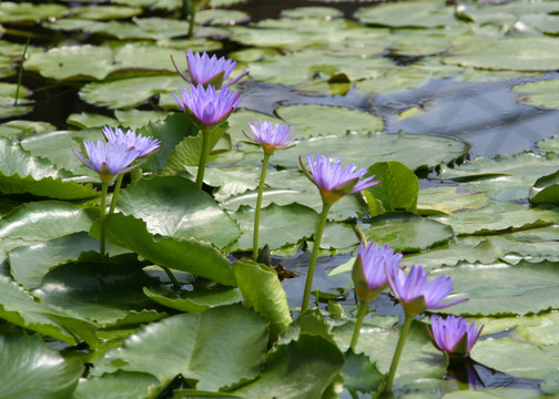 睡莲   莲花池  水塘