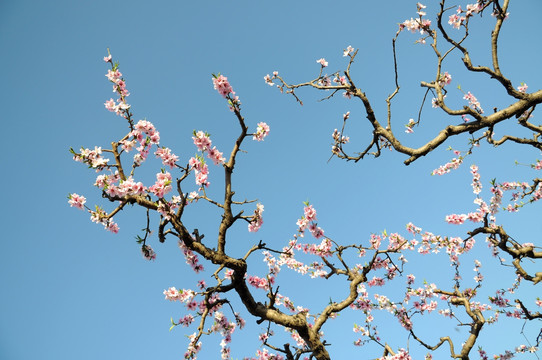 桃花当空艳