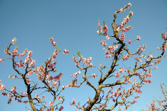 桃花当空艳