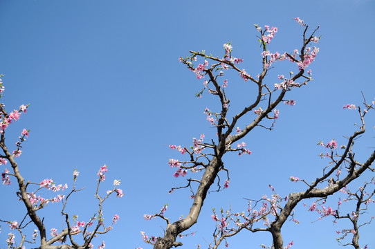 桃花争艳天色蓝