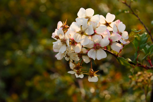 野蔷薇花