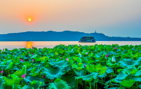 杭州西湖美景 日落 游船 荷花