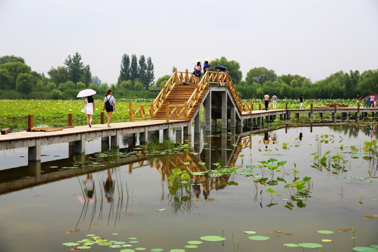 淮南焦岗湖