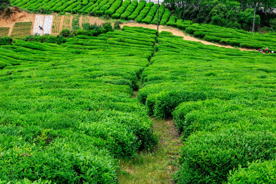 茶山茶场 茶叶生产 茶叶产区