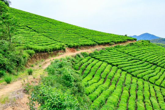 茶山茶场