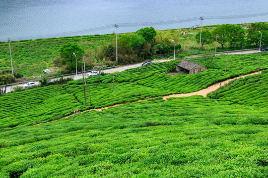 茶山茶园 茶叶生产 茶园风光