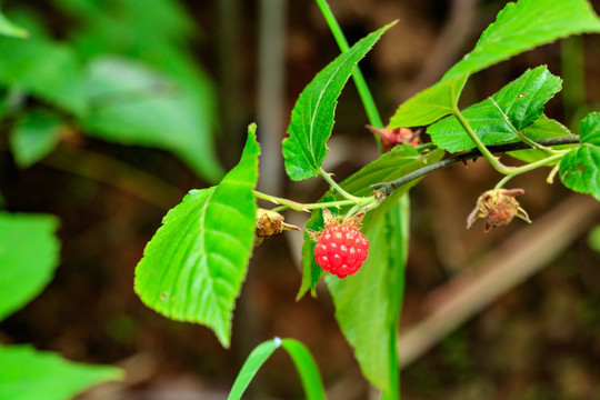 野草莓 地莓 森林草莓 瓢子