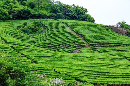 茶山茶场 茶山茶园 茶叶生产