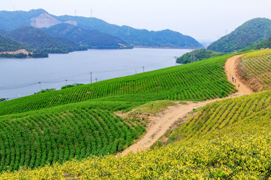 茶山茶场 茶山茶园 横溪水库