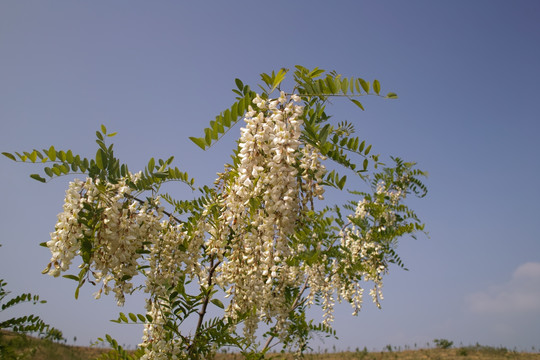 槐花