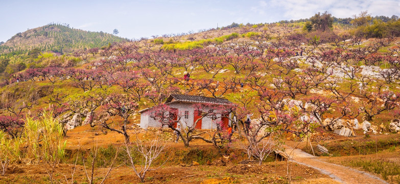 广东翁源李洞桃花谷 全景拼接