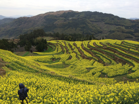 满山油菜花