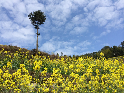 蓝天下的油菜花