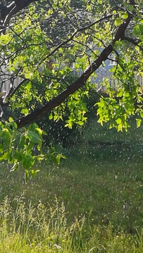 阳光雨露