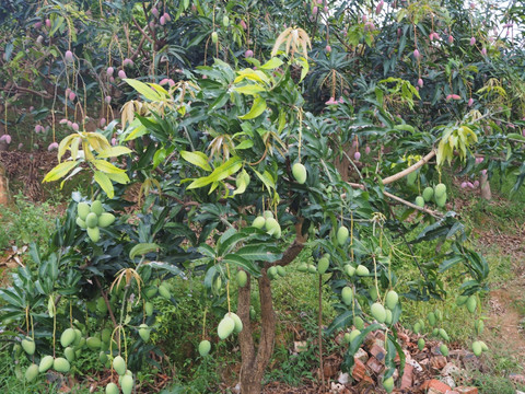 象牙芒 高清芒果图片 绿皮芒果