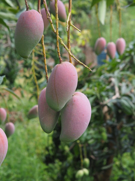 象牙芒 高清芒果图片 绿皮芒果