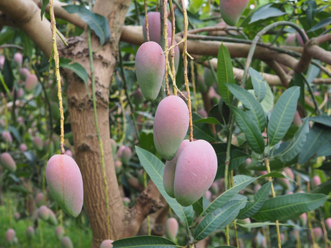 象牙芒 高清芒果图片 绿皮芒果