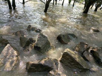 海边 红树林