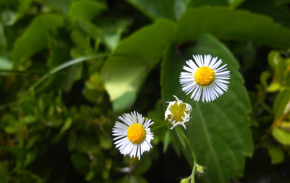 飞蓬花