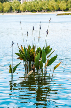 水生植物