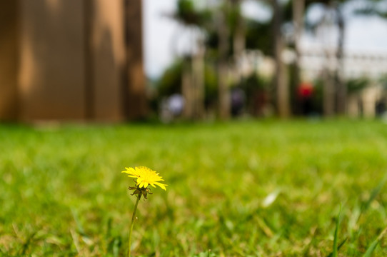 一朵小黄花