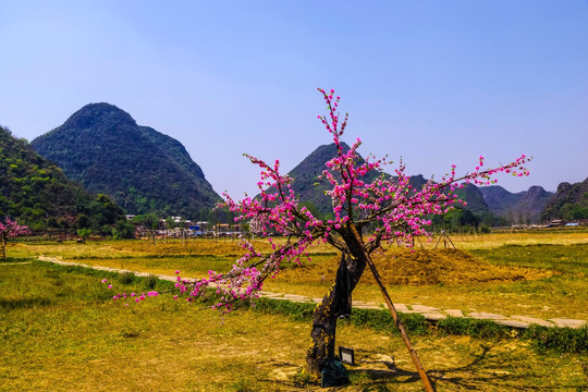 桃花