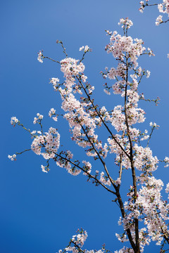 白色樱花特写