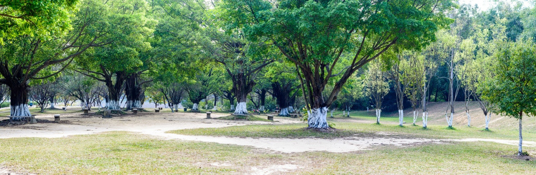 宽幅阳光森林草地