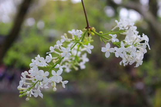 丁香花