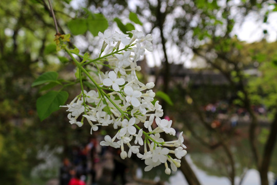 丁香花