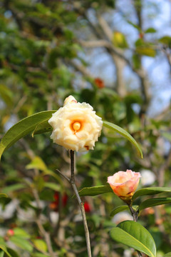 精品茶花