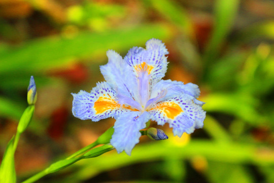 鸢尾花