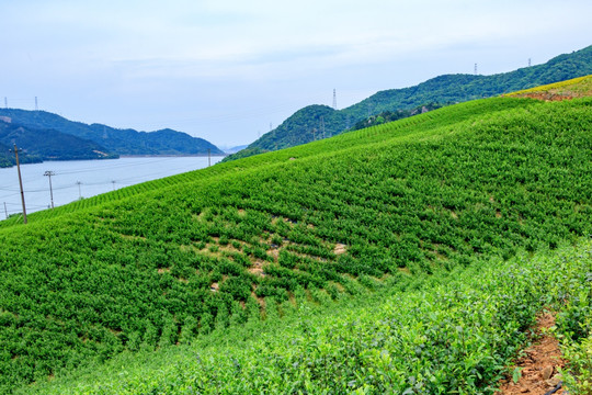 茶山风景 茶园茶叶